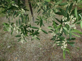 027-66c0c-thumbnail2.jpg