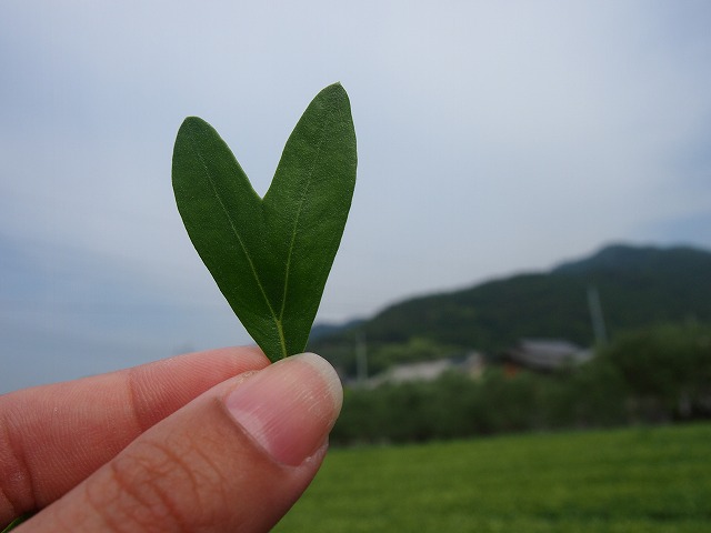 Mｙオリーブ茶を作ってみたーい ニーナ 瀬戸内しまラジ