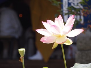 0613005_R.jpg