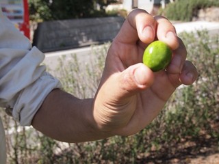 0613013_R.jpg