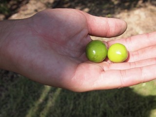 0613014_R.jpg