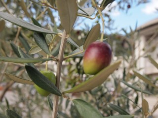 0613028_R.jpg