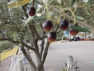 0613029_R.jpg