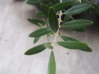 0613038_R.jpg