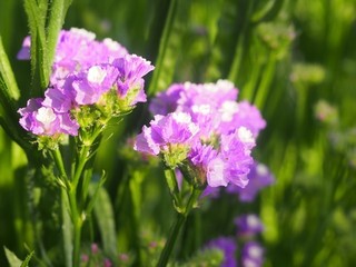 0613065_R.jpg