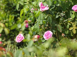 0613094_R.jpg