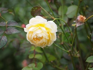 0613169_R-ee105.jpg