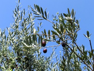 1010 029_R.jpg