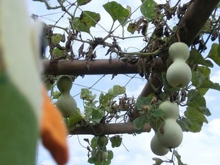 101020125_R-thumbnail2.jpg