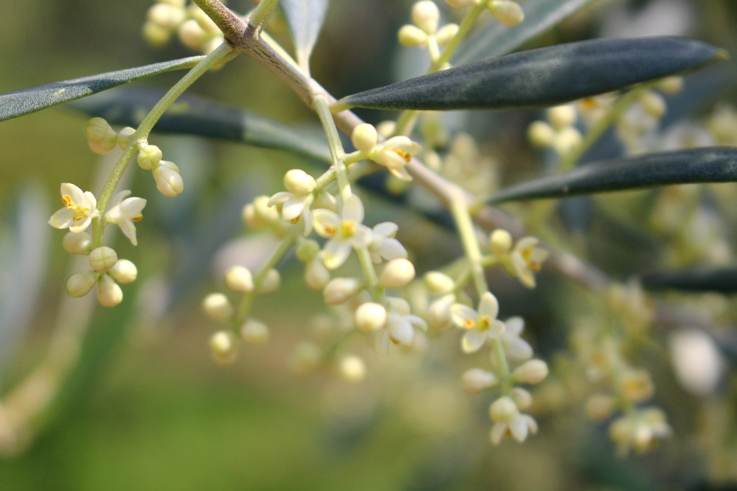 オリーブの花 開花宣言22 小豆島オリーブ公園 瀬戸内しまラジ