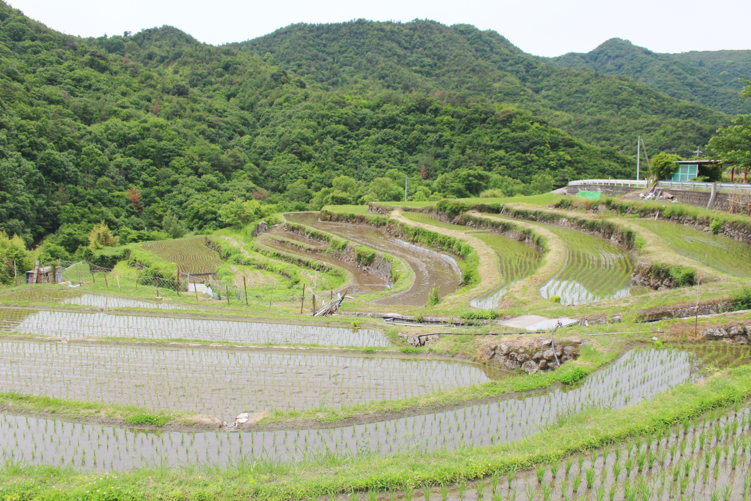 中山千枚田の未来 地域おこし協力隊 瀬戸内しまラジ