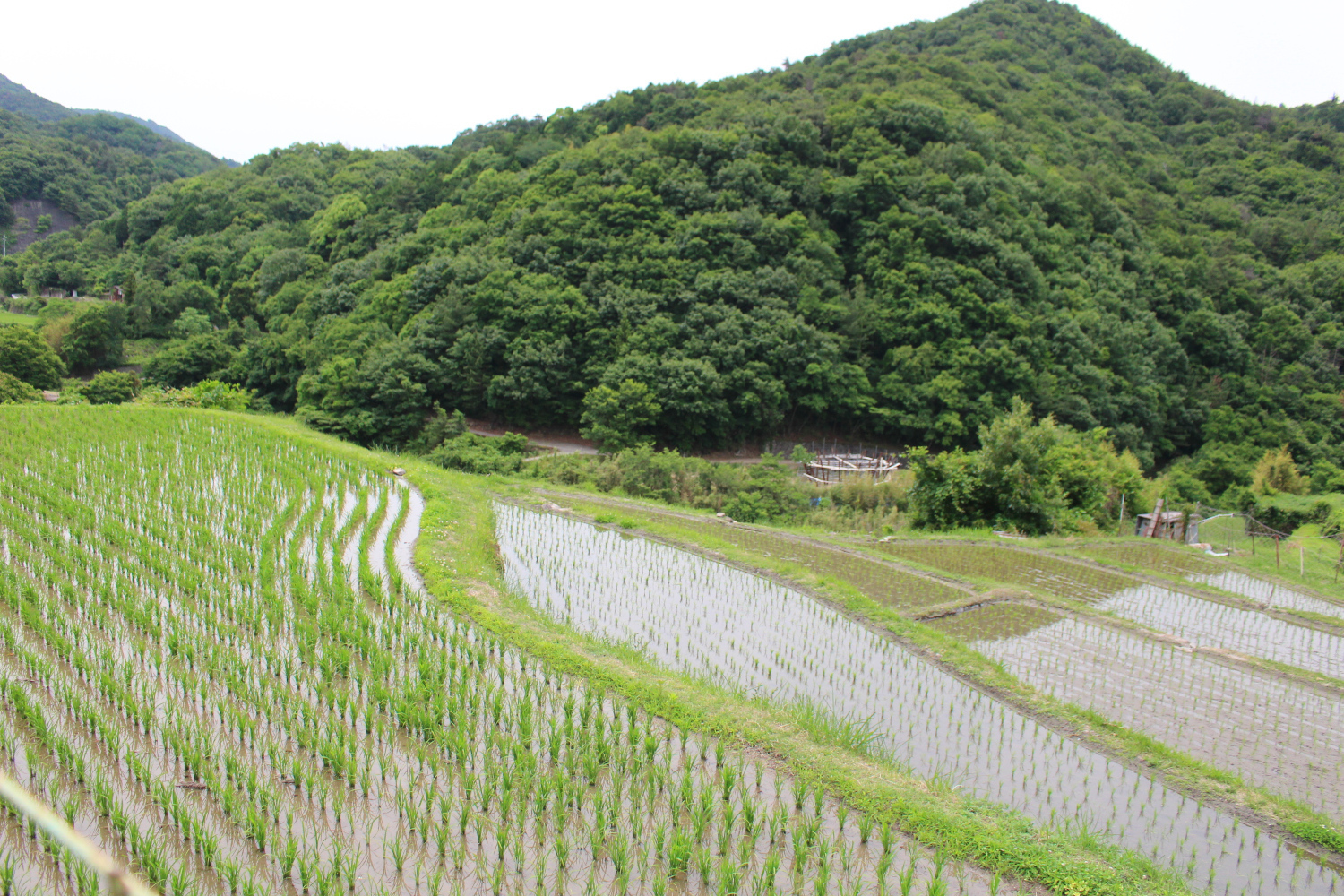 中山千枚田の未来 地域おこし協力隊 瀬戸内しまラジ