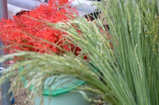 DSC_0197.jpg