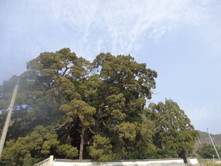 E5A4A7E5B8ABE5B88220059-thumbnail2.jpg