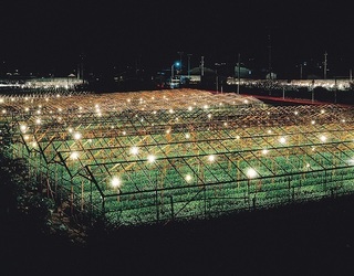 電照菊 (1).jpg