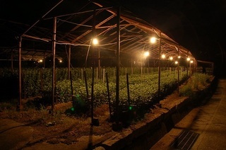 dƋe (2).JPG