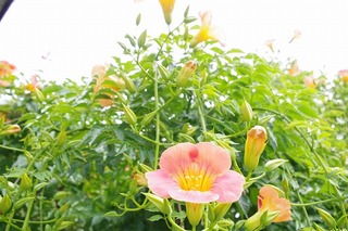IMGP6483s-.jpg