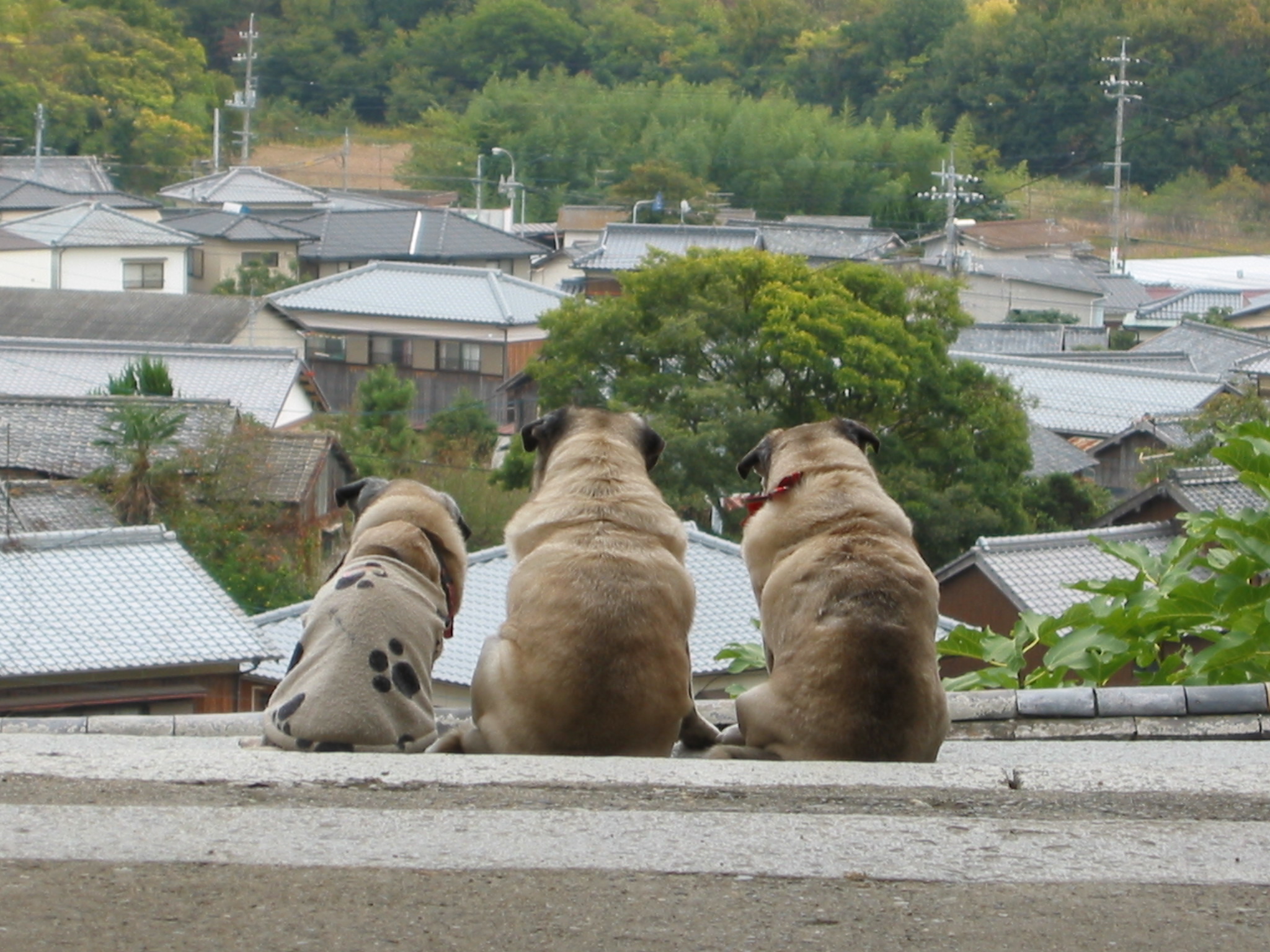 パグ寺（オリーヴァー）: 瀬戸内しまラジ！