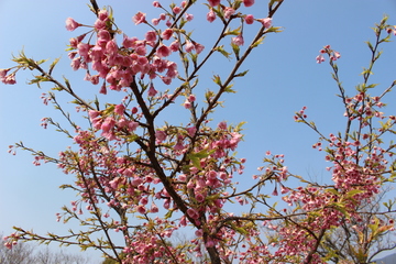 IMG_2845.JPG