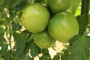 IMG_3666.JPG