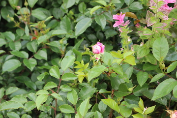 IMG_4074.JPG