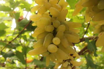 IMG_4776.JPG