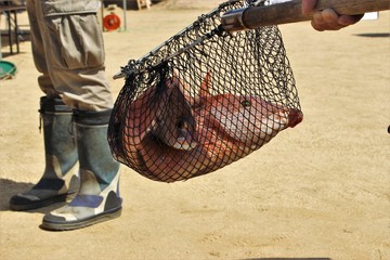 IMG_4929.JPG