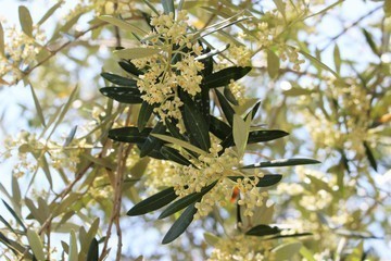 IMG_5107-ca5c4-thumbnail2.jpg