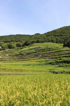 IMG_7249-thumbnail2.jpg
