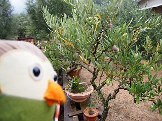 P1010047-thumbnail2.jpg