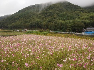 P1010138-thumbnail2.jpg