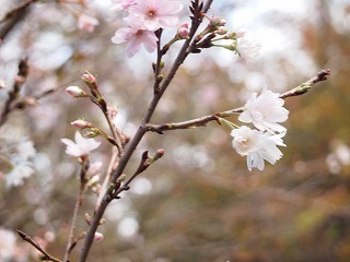 P1010269-67cb0-thumbnail2.jpg