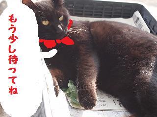 P1011628-thumbnail2 (1)jiji.jpg