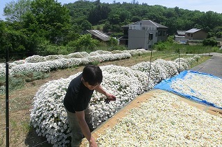 jochuugiku20031-thumbnail2.jpg