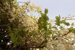 megiogi429 060.jpg