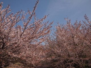 yamaroku027_R.jpg